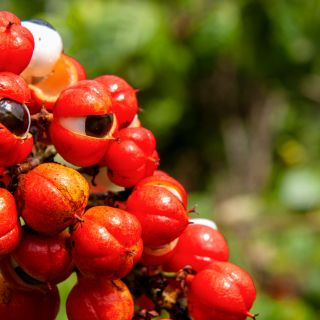 Guaraná